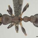 Image of <i>Nesomyrmex simoni</i> (Emery)