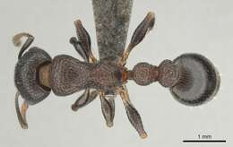 Image of <i>Nesomyrmex simoni</i> (Emery)