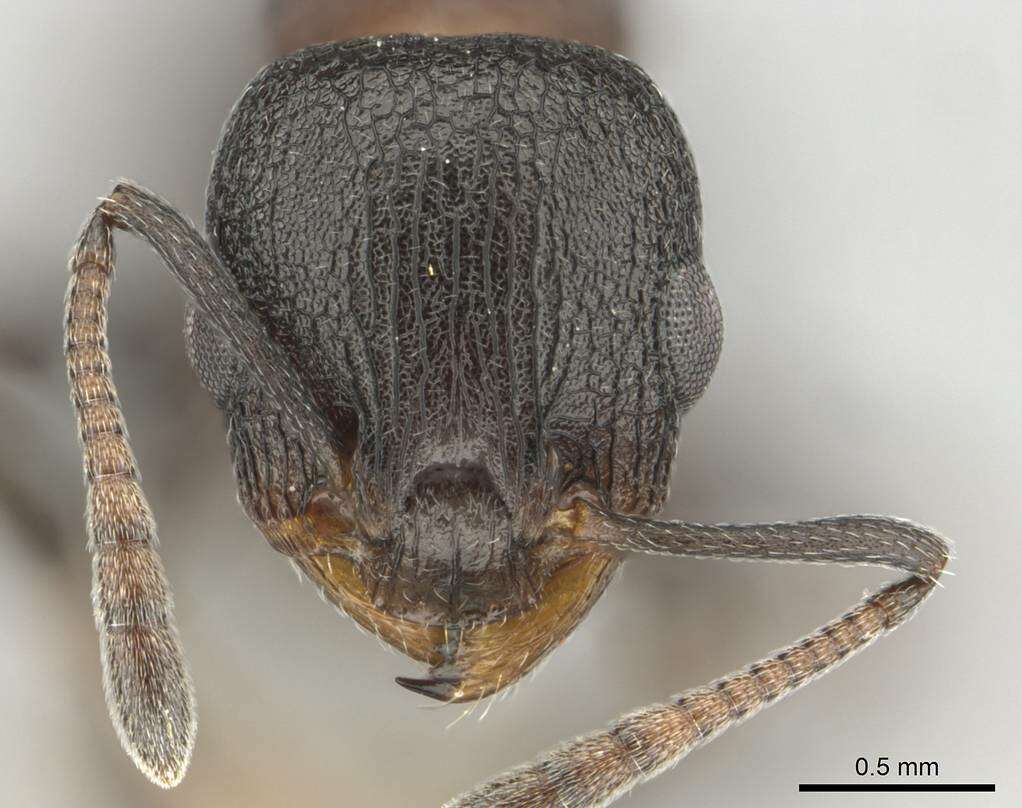 Image of <i>Nesomyrmex simoni</i> (Emery)