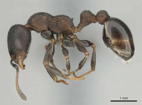 Image of <i>Nesomyrmex simoni</i> (Emery)