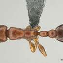 Image de <i>Tetramorium</i> (<i>Decamorium</i>) <i>decem</i> Forel