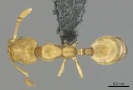 Monomorium zulu Santschi 1914的圖片