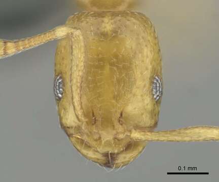 Monomorium zulu Santschi 1914的圖片