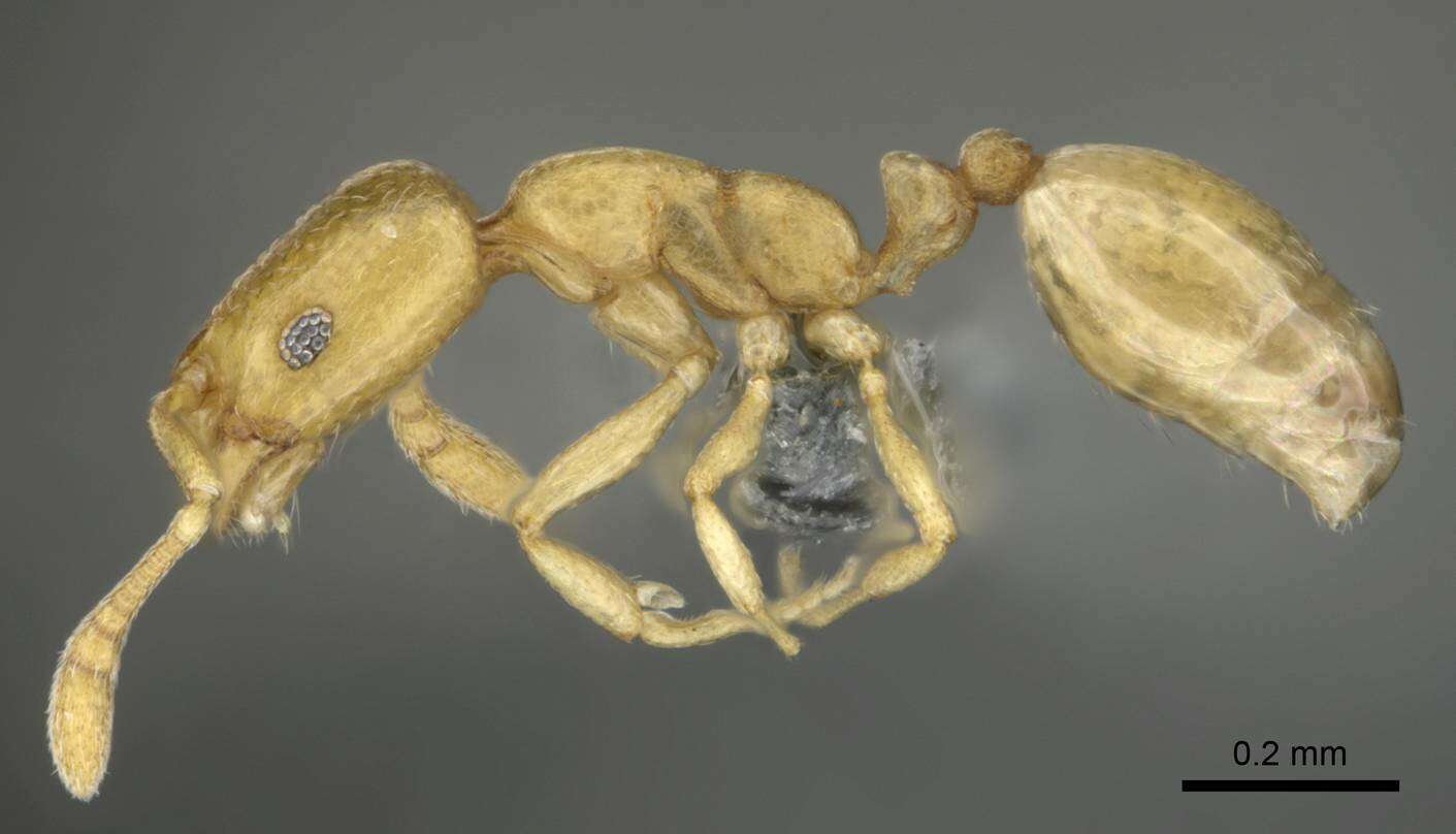 Monomorium zulu Santschi 1914的圖片