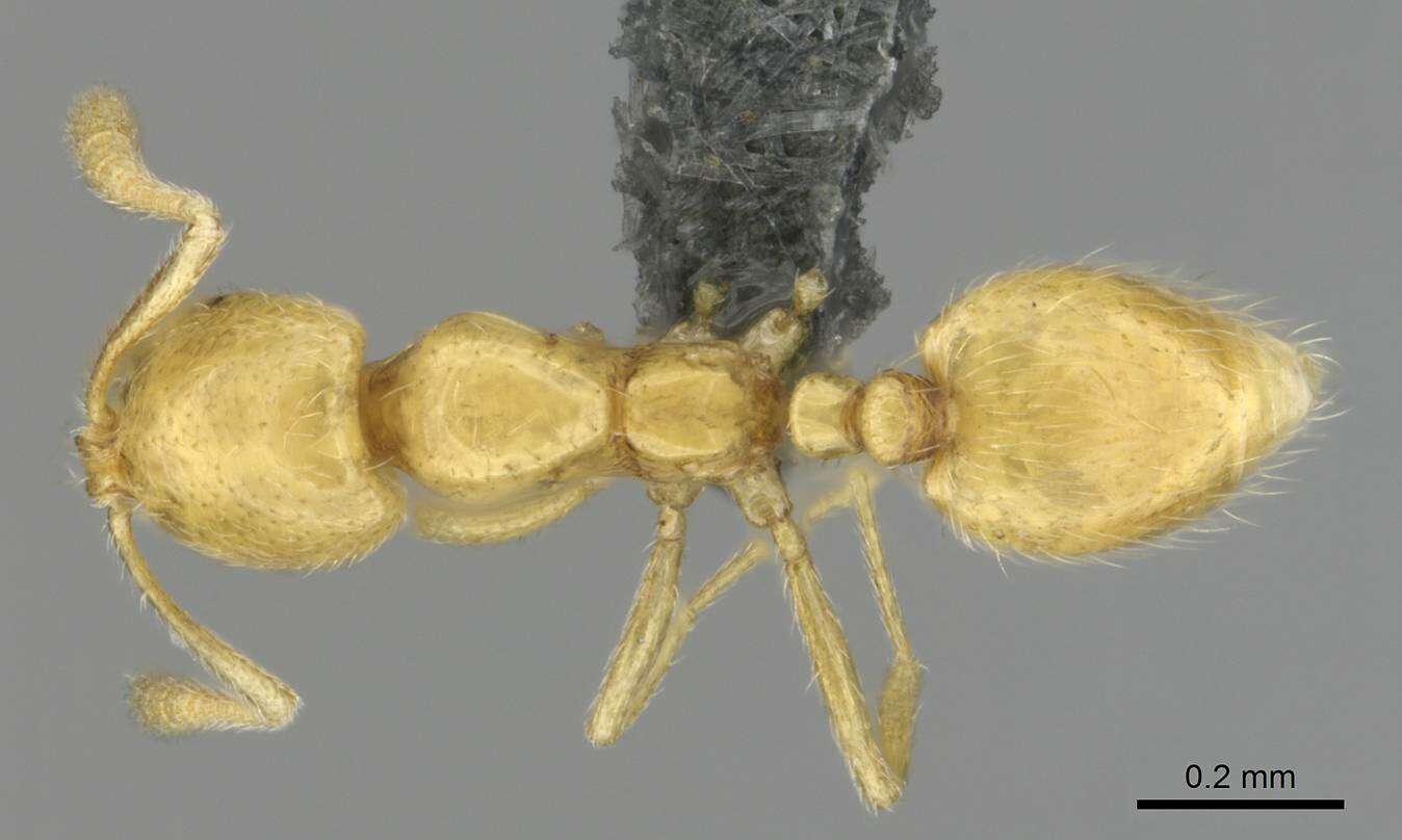 Image of Syllophopsis cryptobia