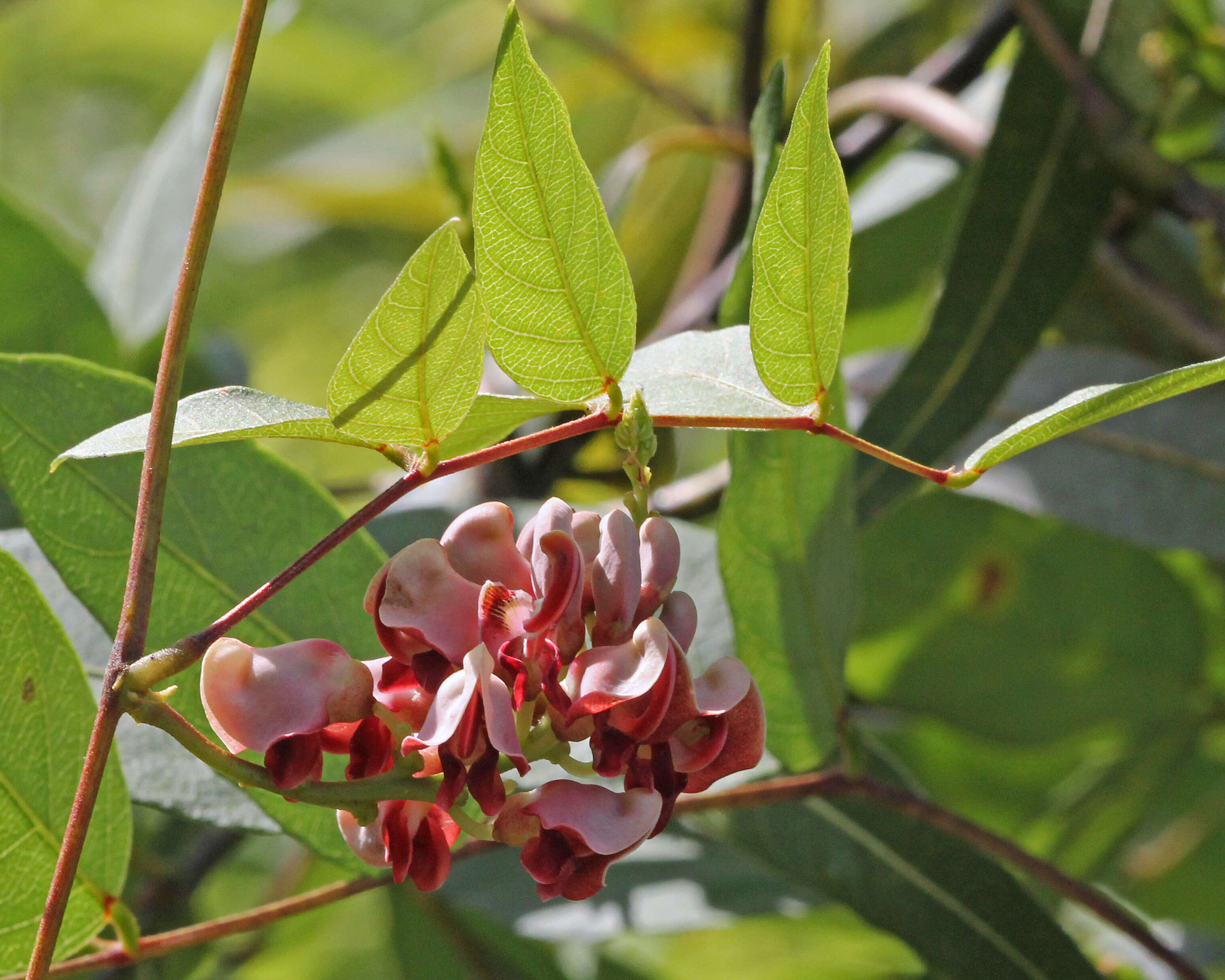 Image of groundnut