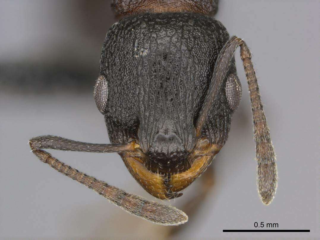 Image of <i>Nesomyrmex simoni</i> (Emery)