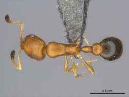 Image of Ant