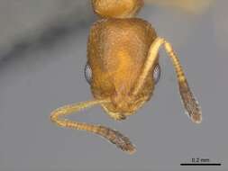 Image of Ant