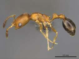 Image of Ant