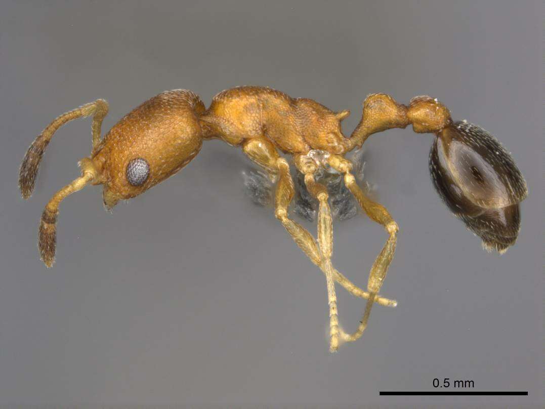 Image of Ant