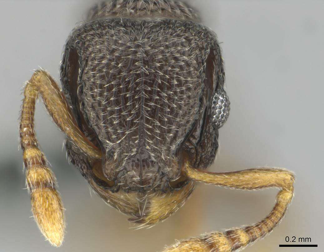 Imagem de Tetramorium sericeum Arnold 1926