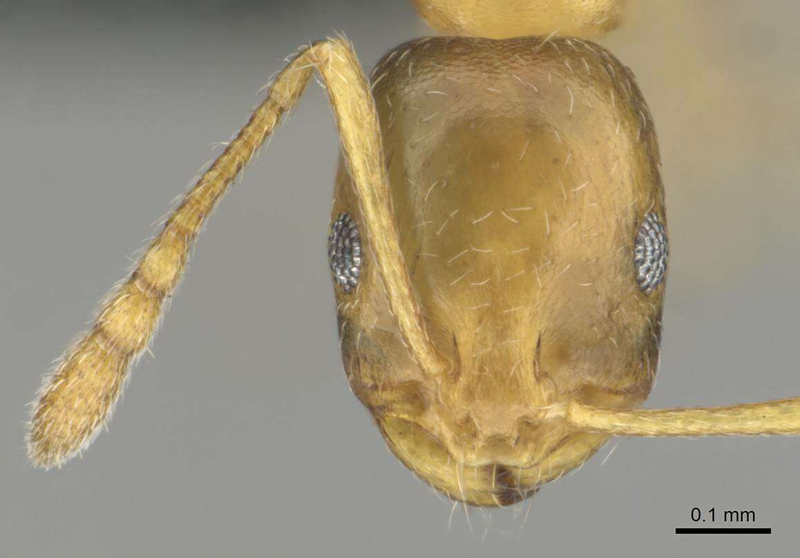 Image de Monomorium minor Stitz 1923