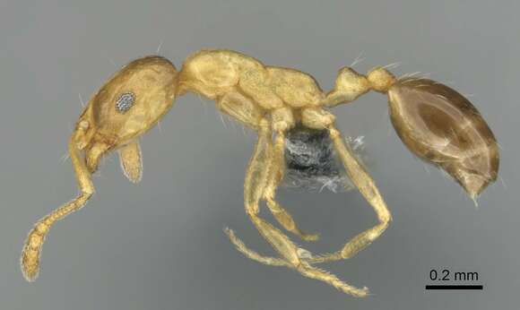 Image of Monomorium minor Stitz 1923