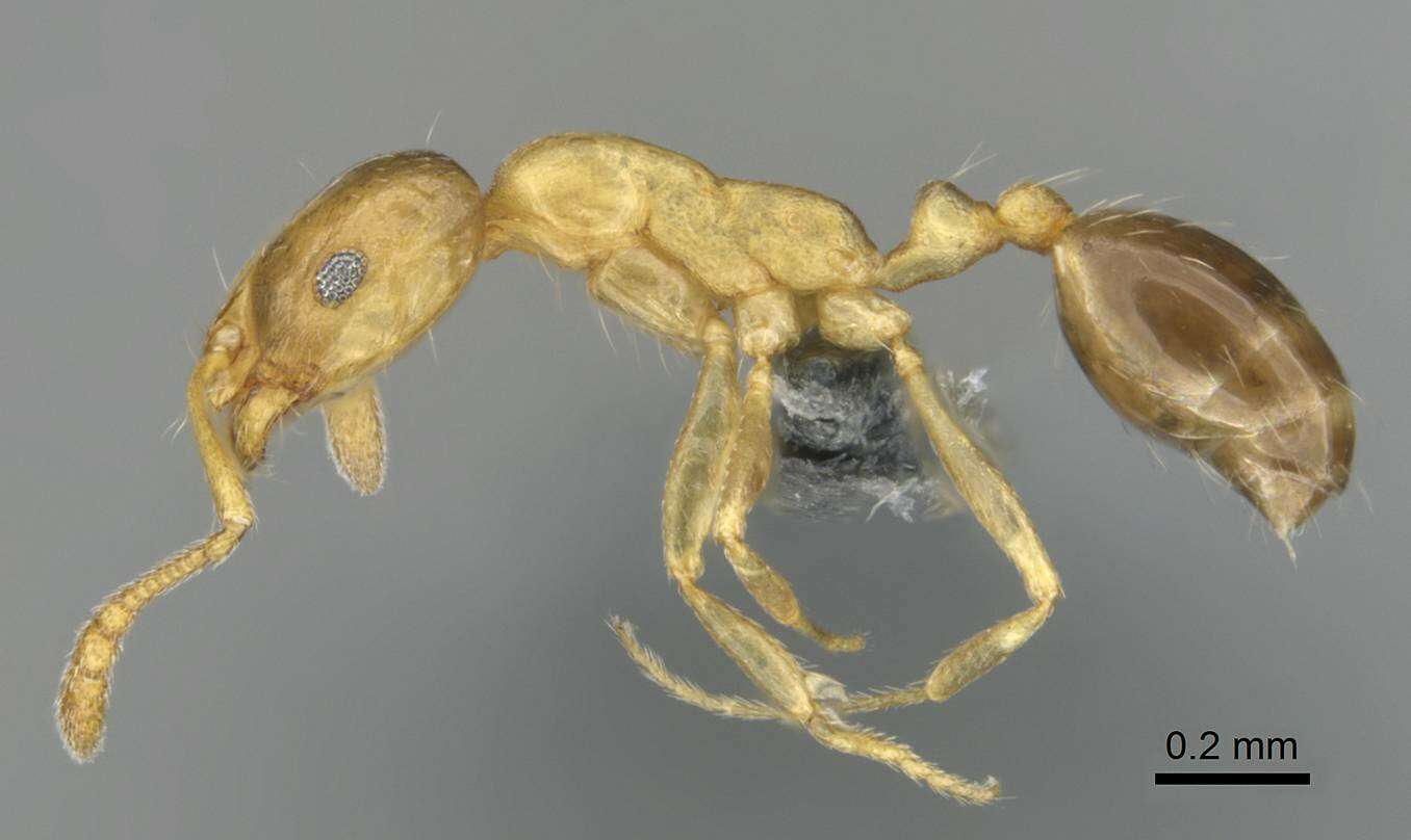 Image of Monomorium minor Stitz 1923