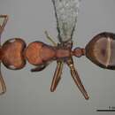 Image of Camponotus namacola Prins 1973