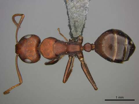 Image of Camponotus namacola Prins 1973