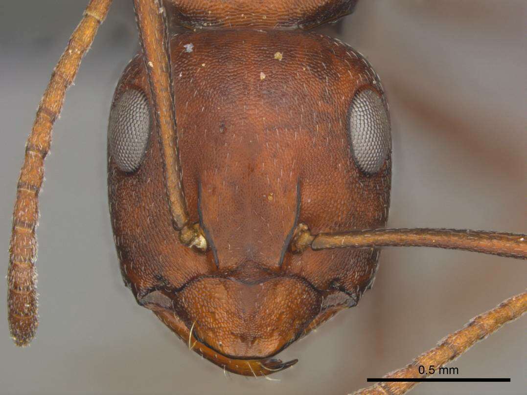 Image of Camponotus namacola Prins 1973