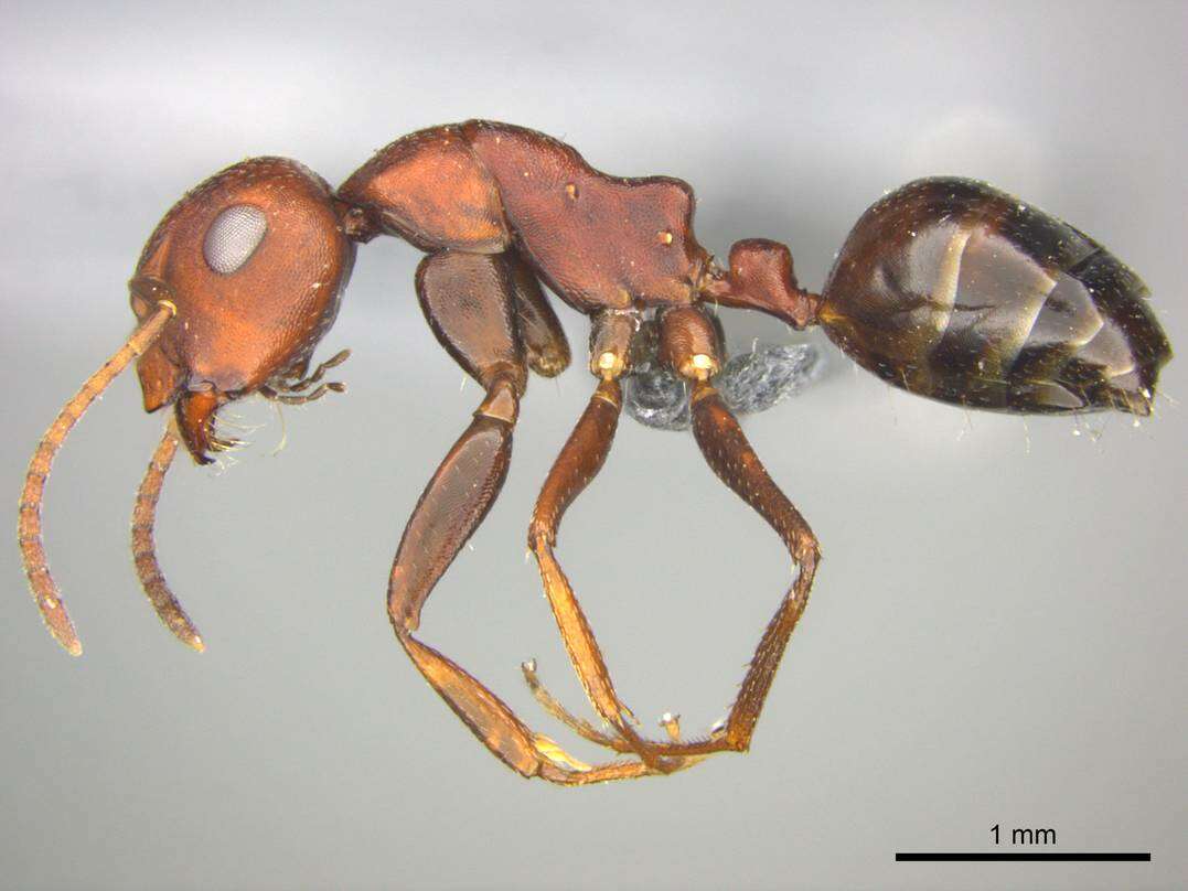 Image of Camponotus namacola Prins 1973