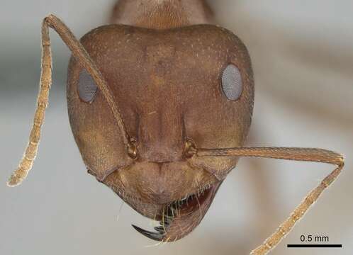 Anoplolepis steingroeveri (Forel 1894) resmi