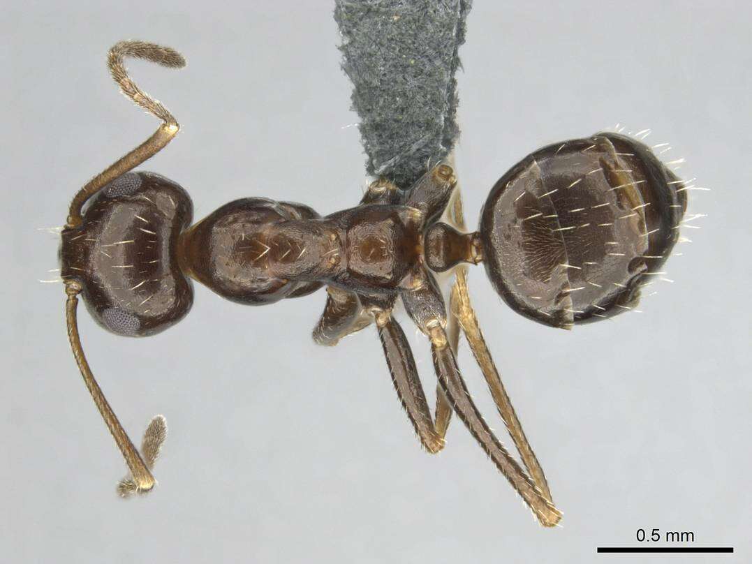 Image of Anoplolepis steingroeveri (Forel 1894)