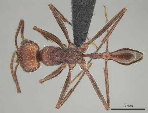 Image of Ocymyrmex fortior Santschi 1911