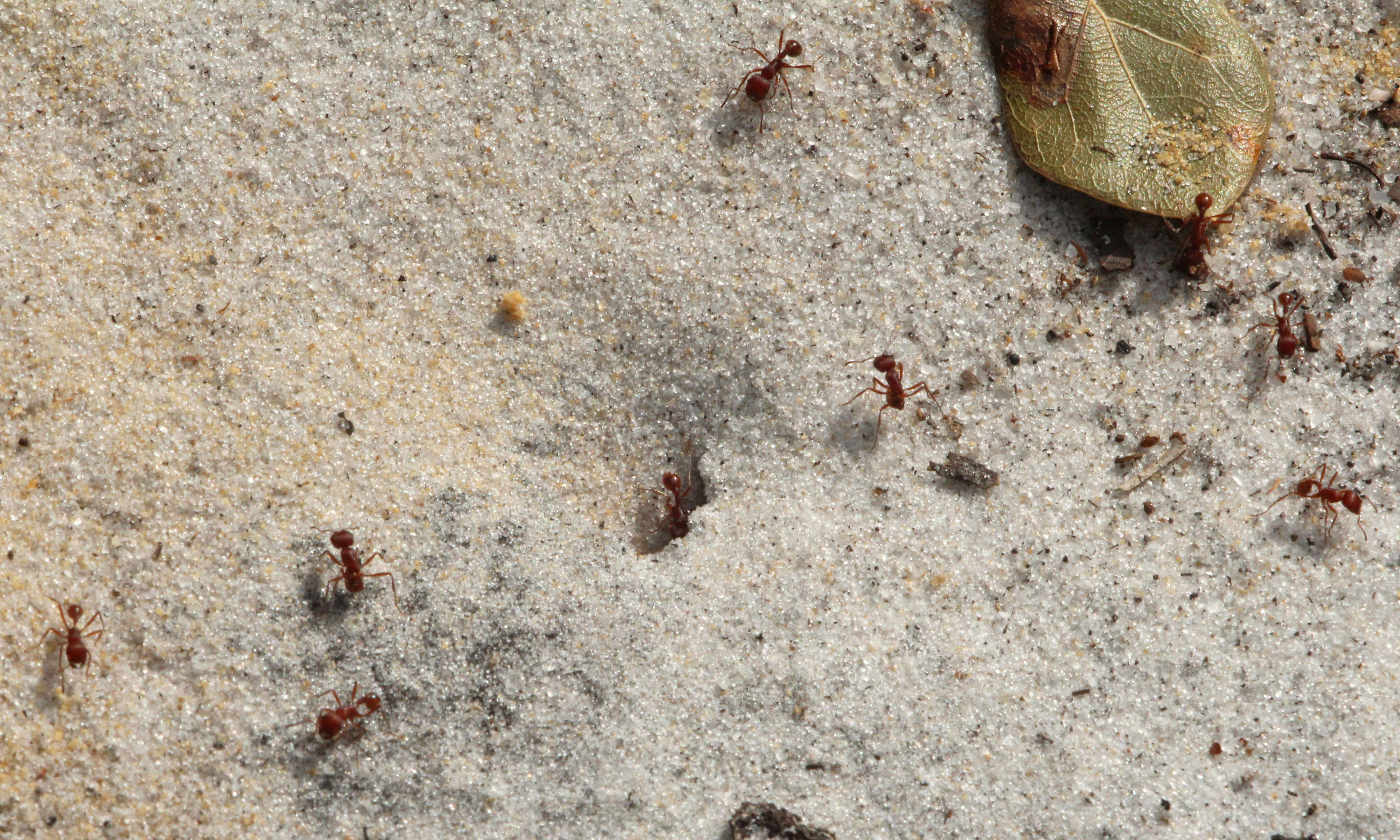 Image of Florida Harvester Ant