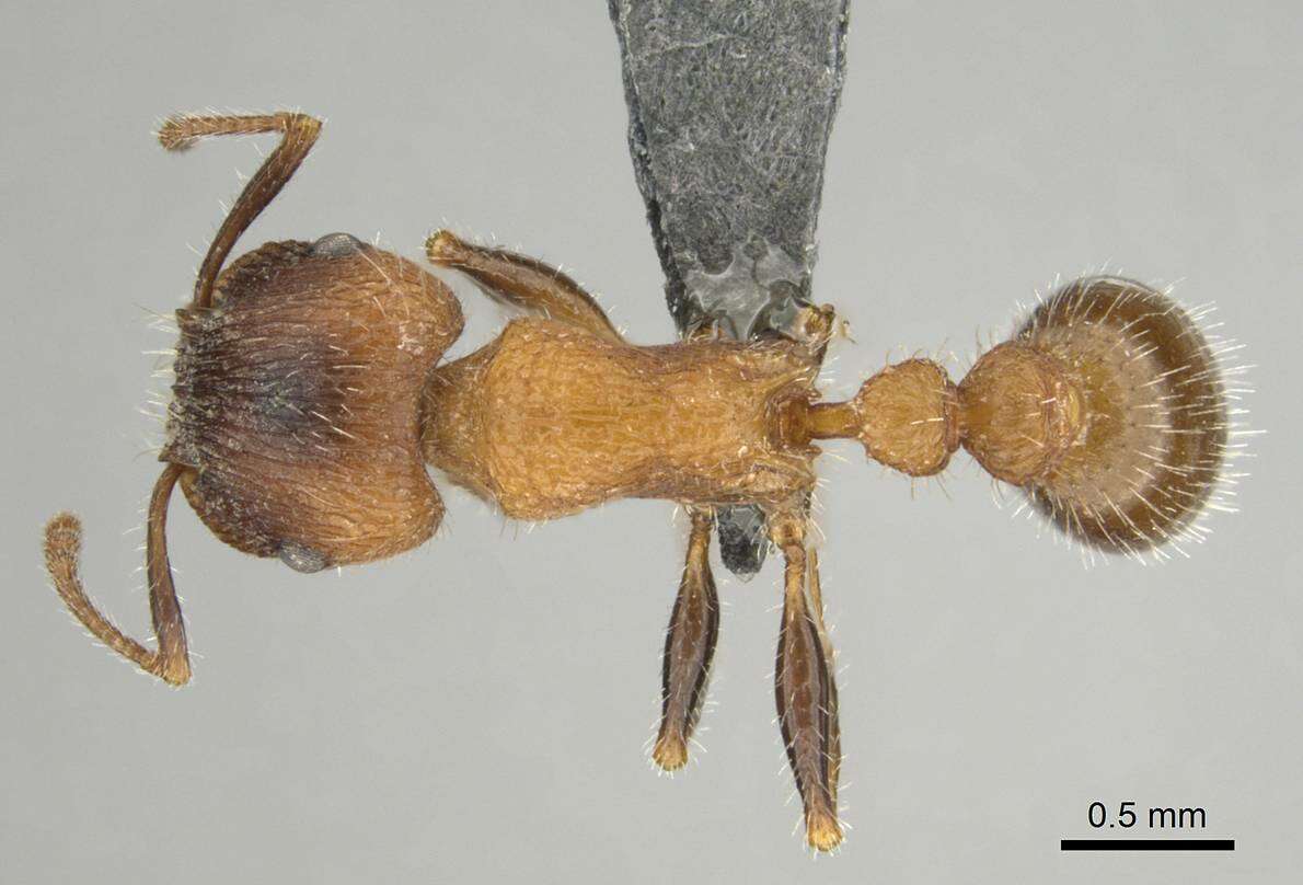 Image of Tetramorium peringueyi Arnold 1926