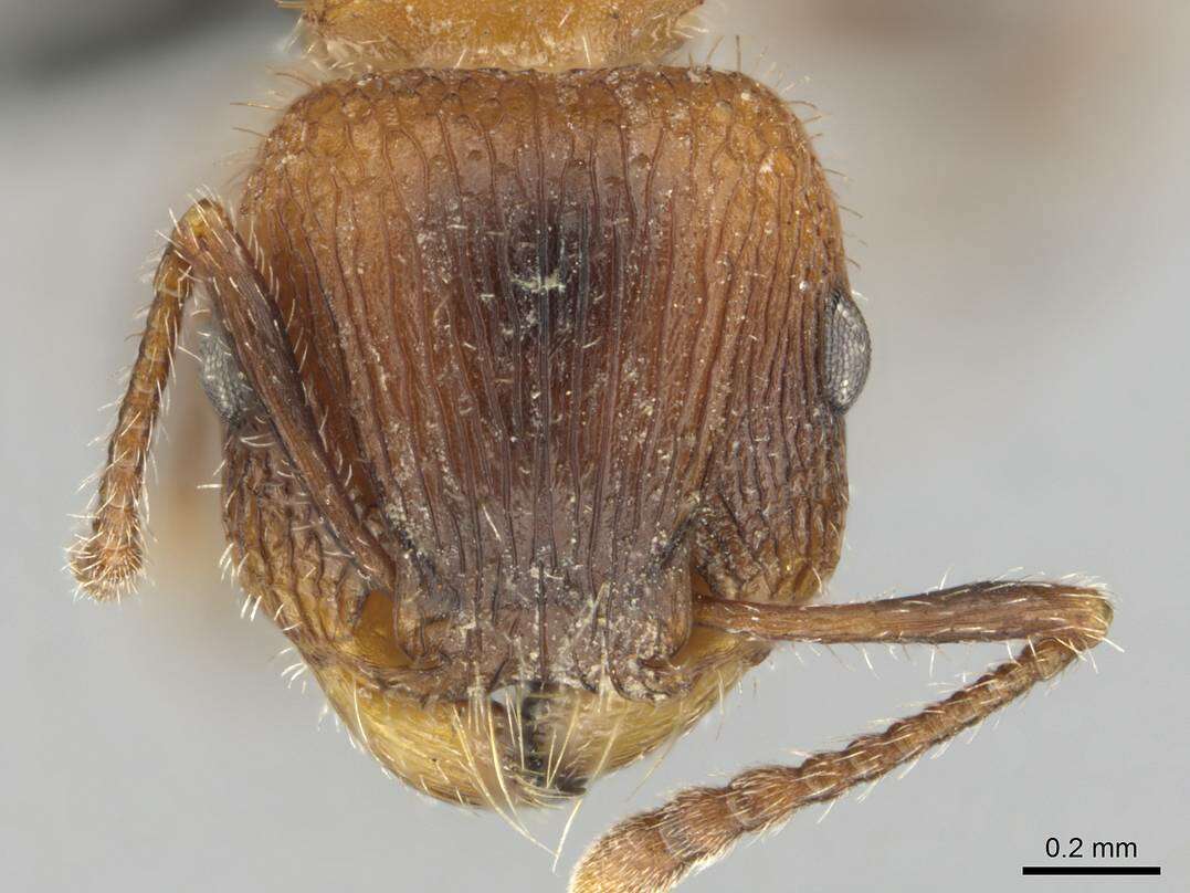 Image of Tetramorium peringueyi Arnold 1926