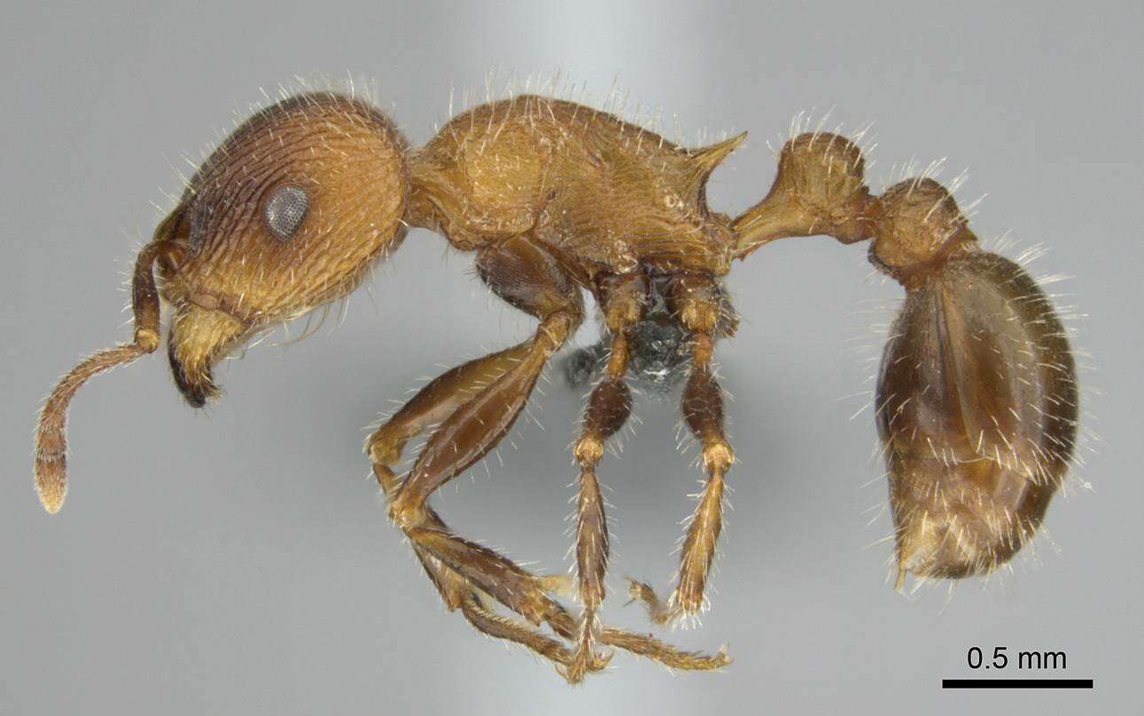 Image of Tetramorium peringueyi Arnold 1926