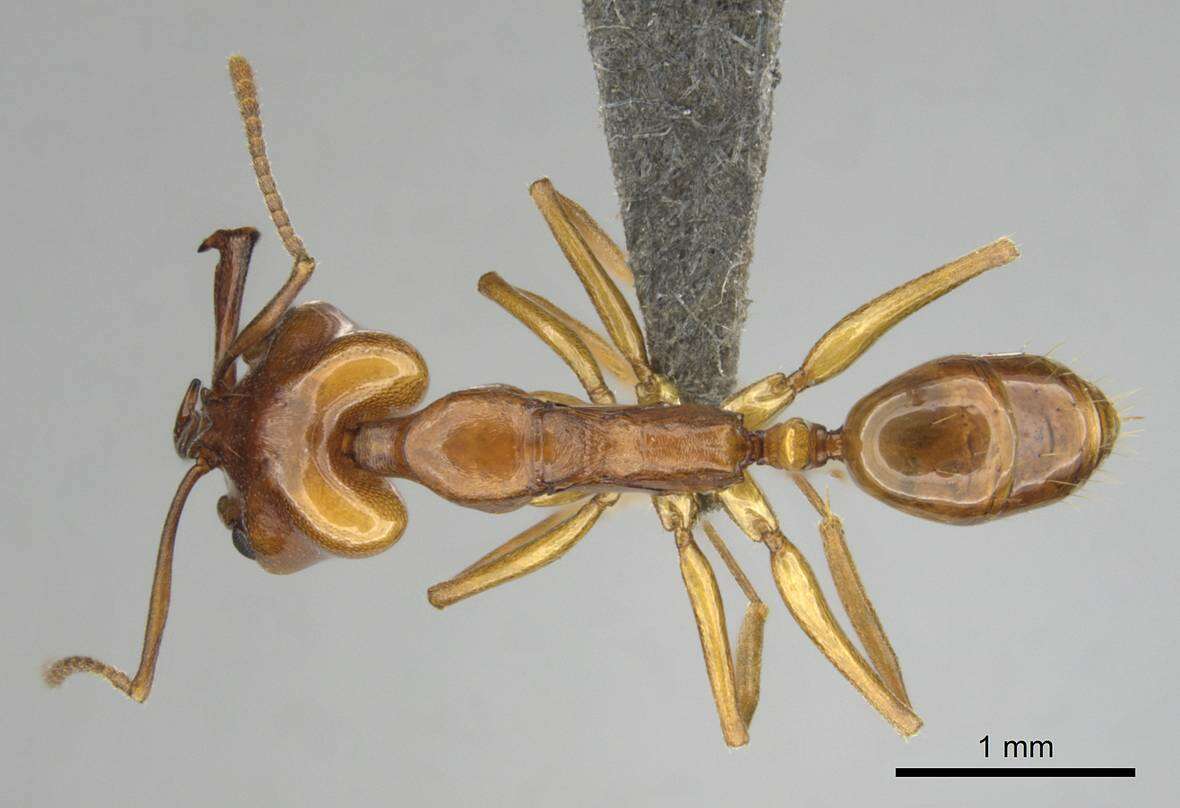 Image of Anochetus natalensis Arnold 1926