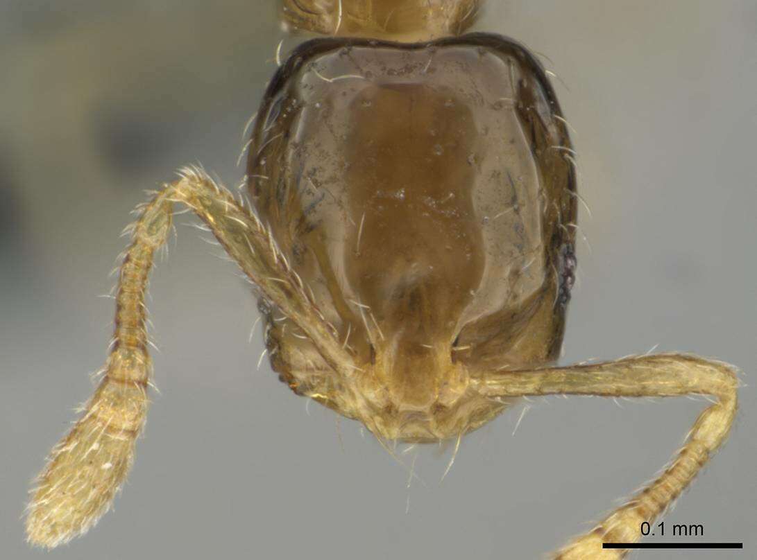 Image of Monomorium exiguum Forel 1894