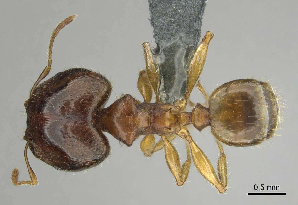 Image of Pheidole