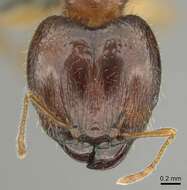 Image of Pheidole