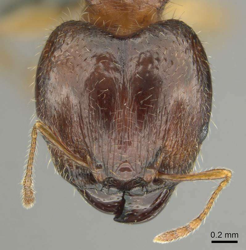 Image of Pheidole