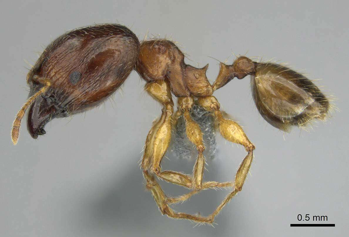 Image of Pheidole