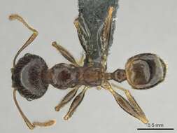 Image of Pheidole