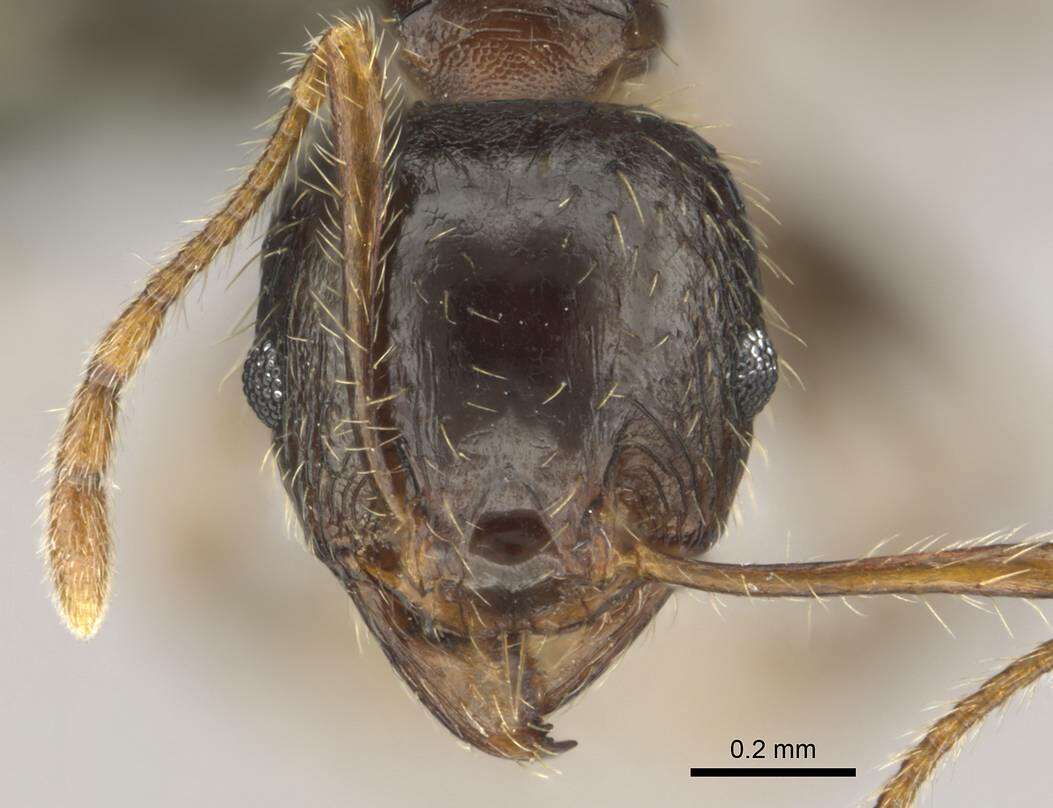 Image of Pheidole