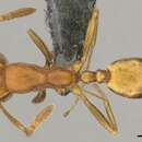 Image of Monomorium opacior Forel 1913