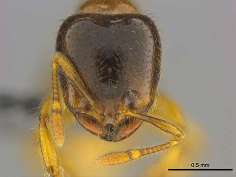 Image of Solenopsis punctaticeps Mayr 1865