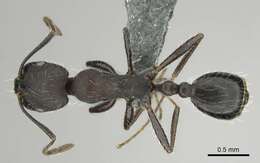 Image of Monomorium albopilosum Emery 1895