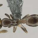 صورة Monomorium guillarmodi Arnold 1946