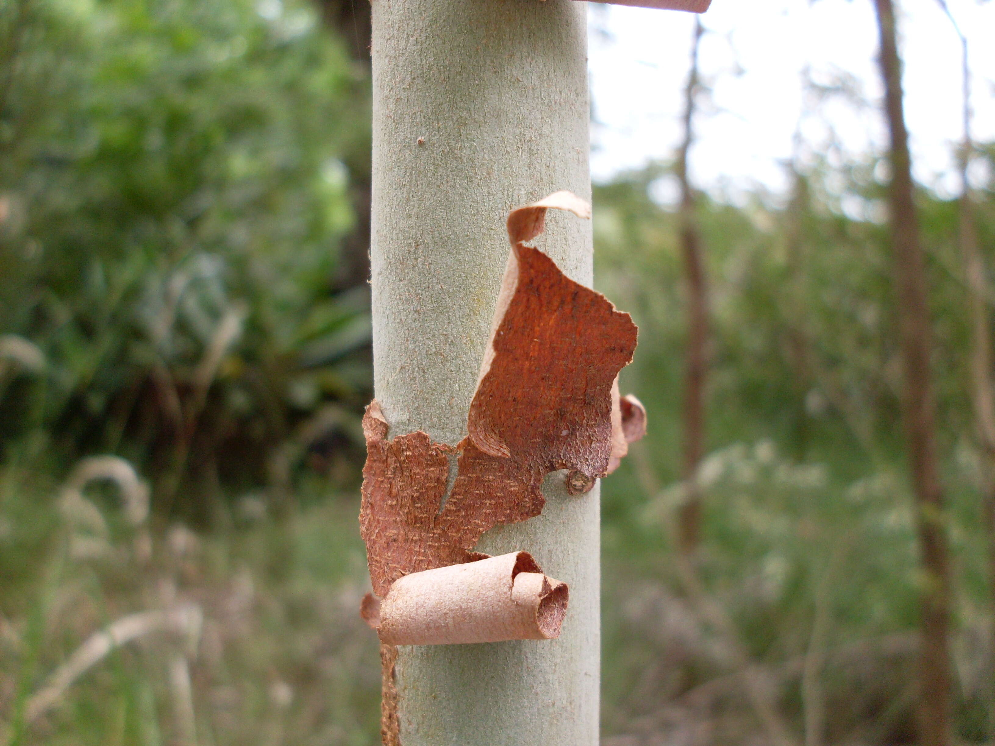 Image of lemonscented gum