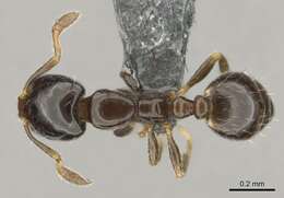 Image of Monomorium kelapre Bolton 1987