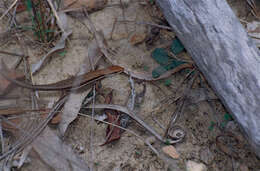 Image of Lined Rainbow-skink