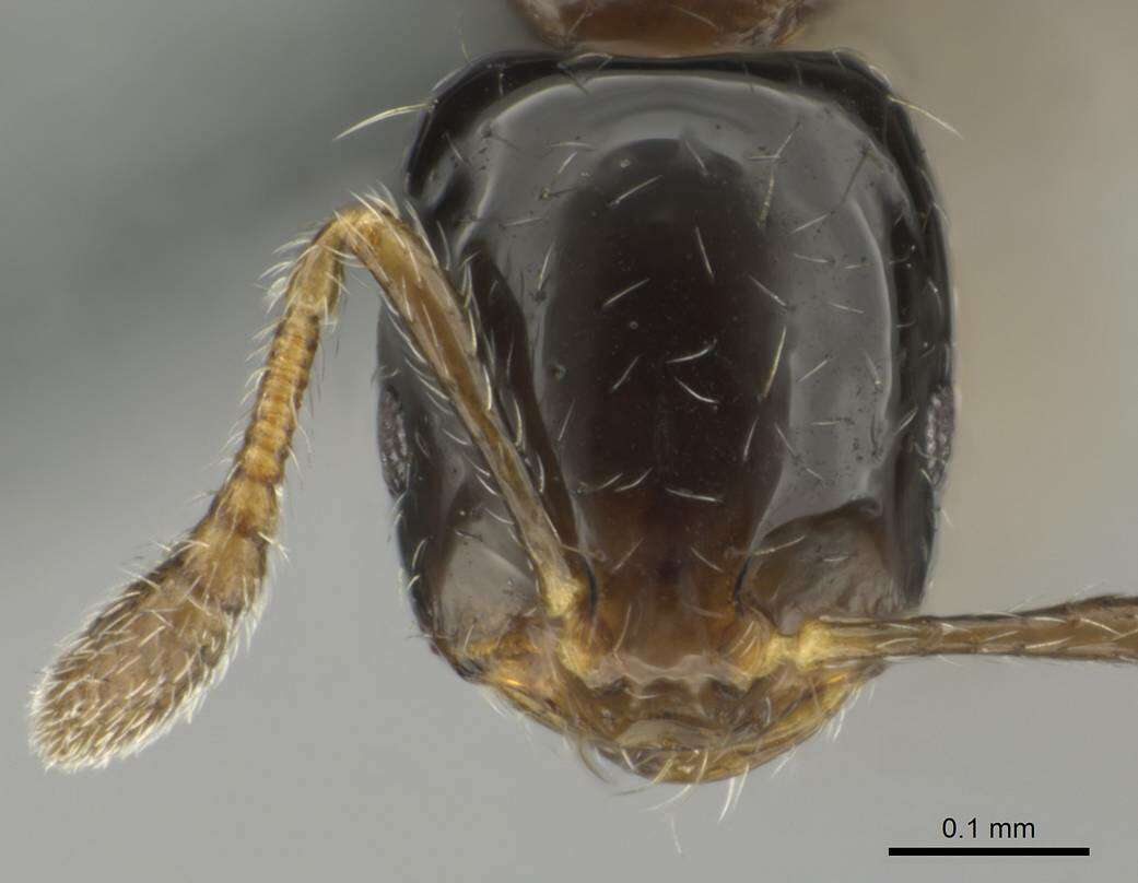 Image of Monomorium kelapre Bolton 1987