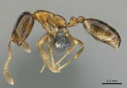 Monomorium mavide Bolton 1987的圖片