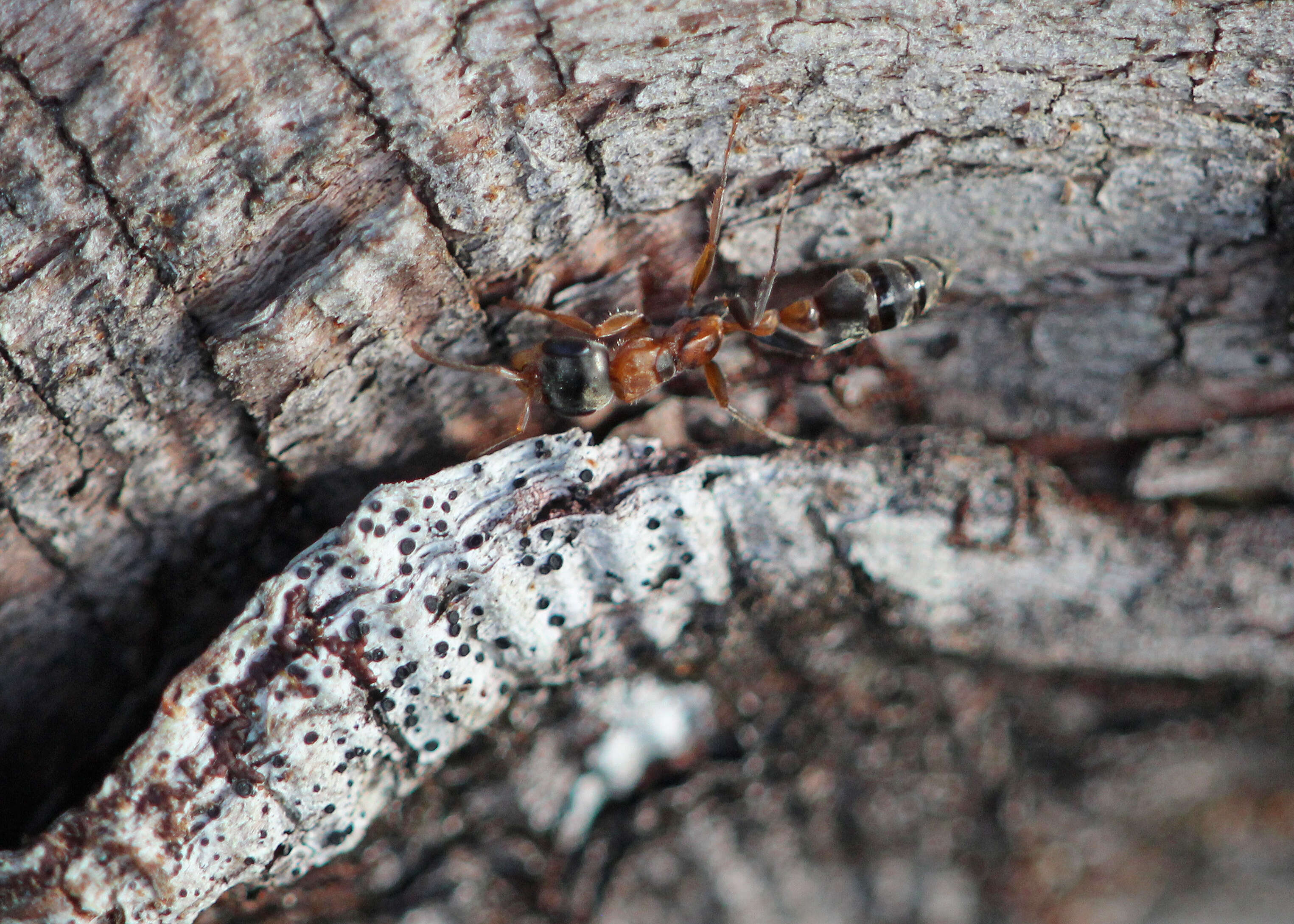 Sivun Pseudomyrmex gracilis (Fabricius 1804) kuva