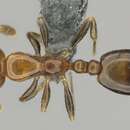 Image of Monomorium boerorum Forel 1910