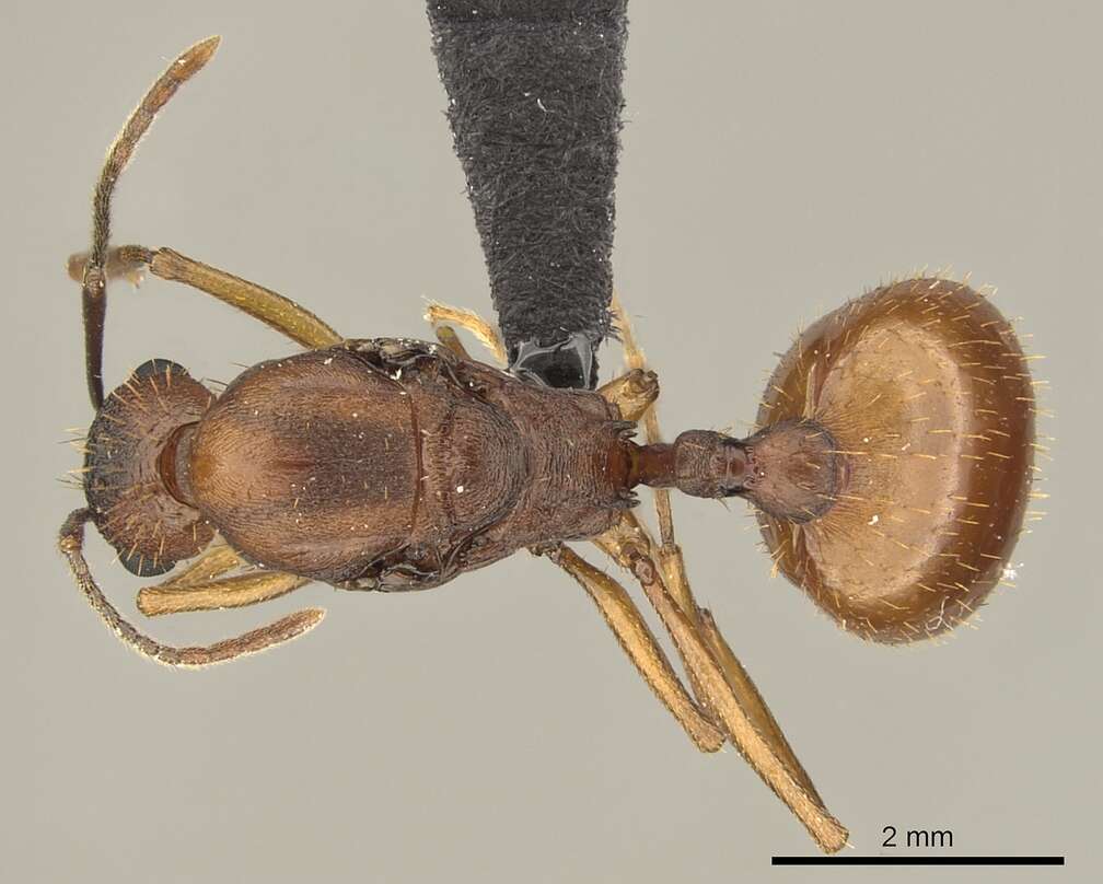 Слика од Aphaenogaster huachucana Creighton 1934